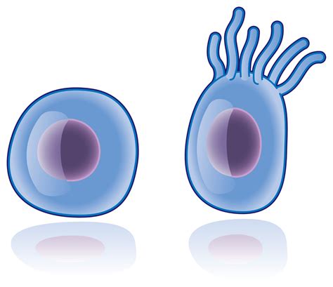 Is the Primary Cilium a Cell's Antenna or Its Brain