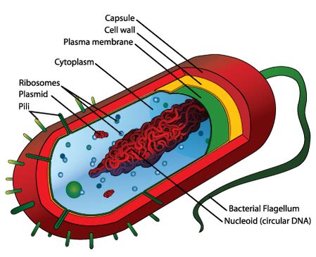 Nucleoid Function, Region & Structure - Video & Lesson Transcript | Study.com