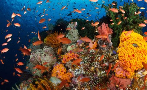 CFP: Coral Reef Conservation Fund 2021 – Repeating Islands