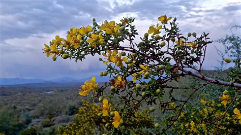 Creosote Bush | Sonoran desert, Natural landmarks, American southwest