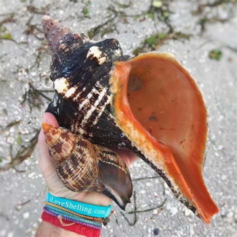 Sanibel's Crazy Storm Of Beach Bling And Horse Conchs | I Love Shelling