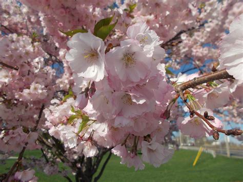 Free Stock Photo 17118 Cherry Tree | freeimageslive