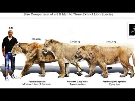 Mosbach Lion, American Lion, and Eurasian Cave Lion Size Comparison ...