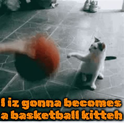 Basketball Cat - Imgflip