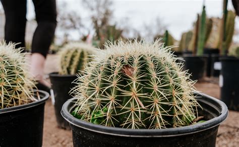 Barrel Cactus Propagation: Top 2 Methods, Step-by-Step Guide