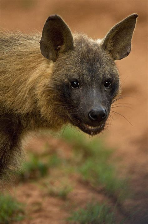 Close Up Portrait Of A Brown Hyena Photograph by Mattias Klum