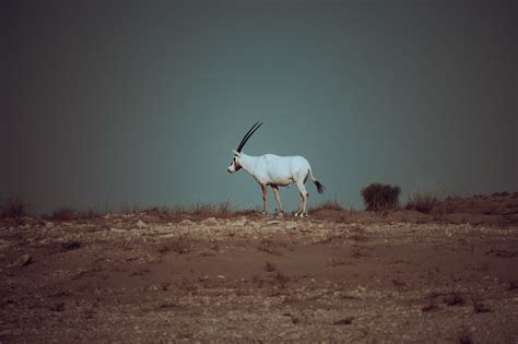 Oryx Antelope Animal - Free photo on Pixabay - Pixabay