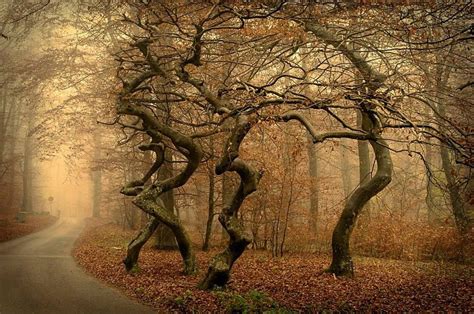 Dancing Trees in a forest somewhere in Poland. Photo by Björn Olsson ...