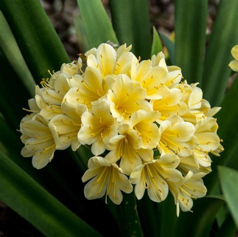 Clivia Seeds, Cliviea Miniata Seeds, 5 pcs/pack – GreenSeedGarden