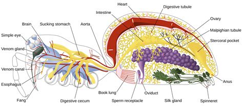 Spider anatomy - Wikipedia