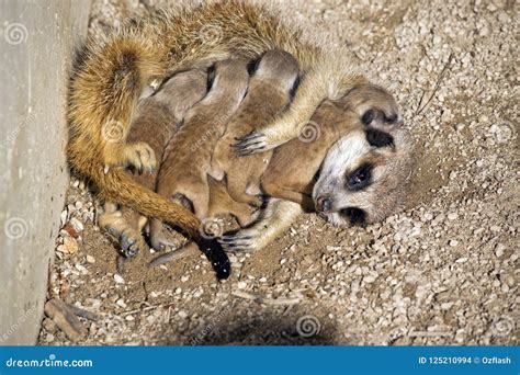 Meerkat and babies stock photo. Image of pups, claws - 125210994