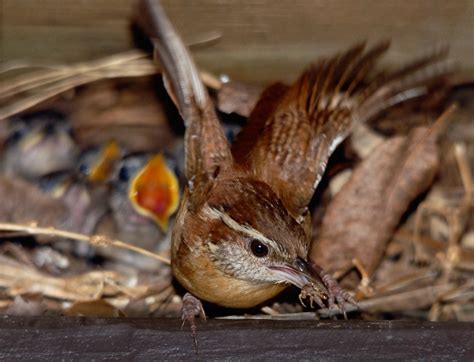 Carolina Wren Nest | This busy Carolina Wren (aka Jenny Wren… | Flickr