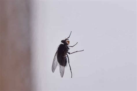 black house flies • Problem Solved Pest Control