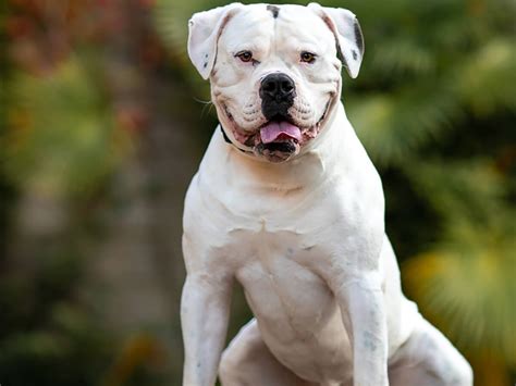 American Bulldog - Dog Breed Guide | Spot