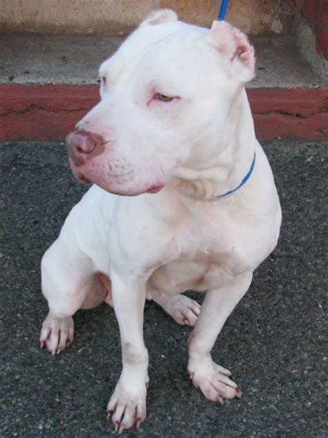 URGENT - Brooklyn Center SUGAR - A0989948 FEMALE, WHITE, PIT BULL MIX ...