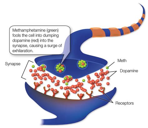 Drug Use Changes the Brain Over Time