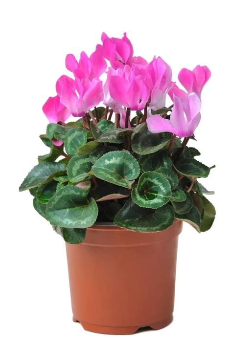 How to Care for Cyclamen Indoors (Complete Guide) - Indoor Home Garden