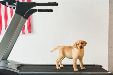 Exercise Ideas for Pets During Wintertime - Smith Veterinary Hospital | Smith Veterinary Hospital