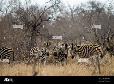 South Africa - Kruger National Park - Big 5 Stock Photo - Alamy