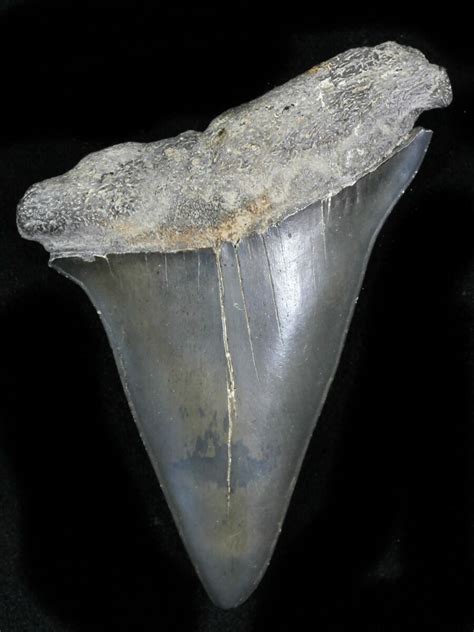 Large 2.63" Fossil Mako Shark Tooth - Georgia For Sale (#31621 ...