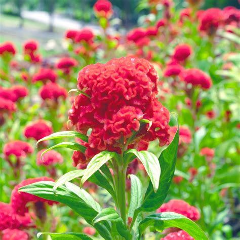 Celosia- Cockscomb Red seeds | The Seed Collection