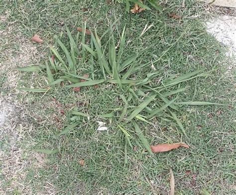 Paspalum (Paspalum Dilatatum) - Weed Identification - Lawn Addicts