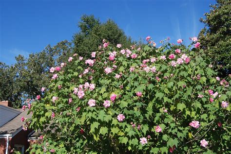 Hibiscus mutabilis 'Bicolor' – Nurseries Caroliniana