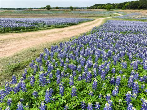 Where to Find Bluebonnet Fields in Texas in 2024 - VERY TRULY TEXAS