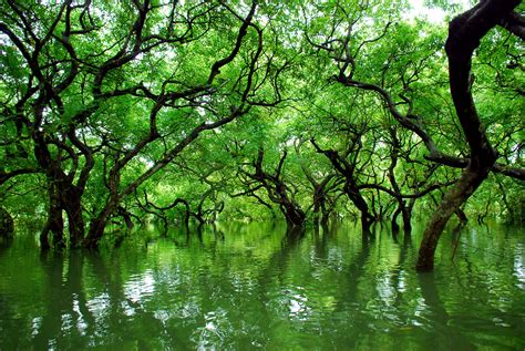 RATARGUL Swamp Forest