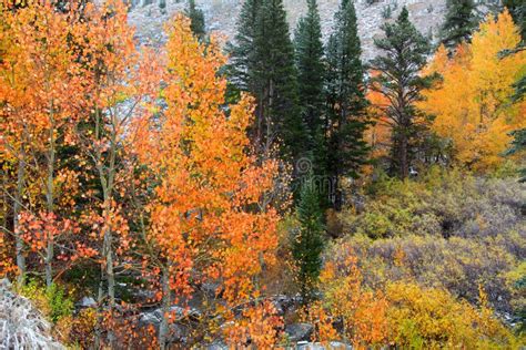 Aspen trees in the snow stock photo. Image of creek - 100234496