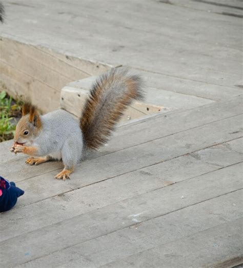 Premium Photo | A squirrel sits on the ground and eats nuts