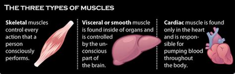 Muscular System - Year 10 Sport science