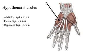 palmar aponeurosis & muscles.pptx