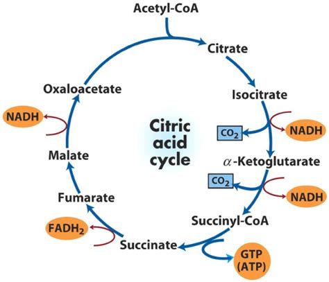 Citric Acid Cycle | 1.9K plays | Quizizz