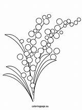 Mimosa Flower Coloring Page sketch template