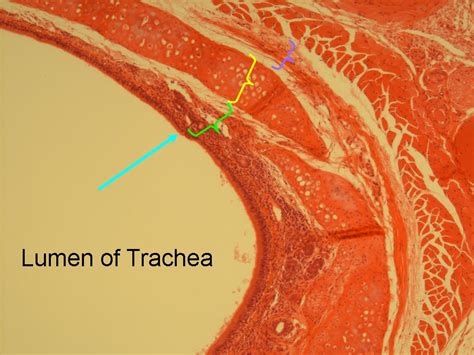 Respiratory Histology