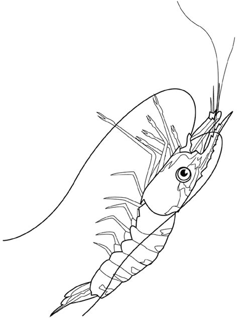 Krill coloring page - Animals Town - Free Krill color sheet