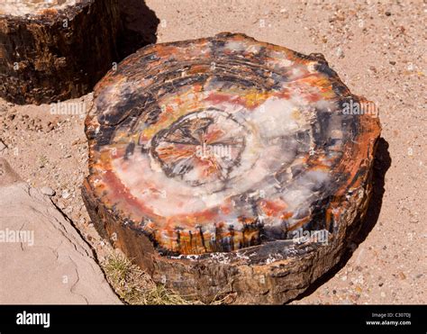 Cross section view of petrified log - Arizona, USA Stock Photo - Alamy