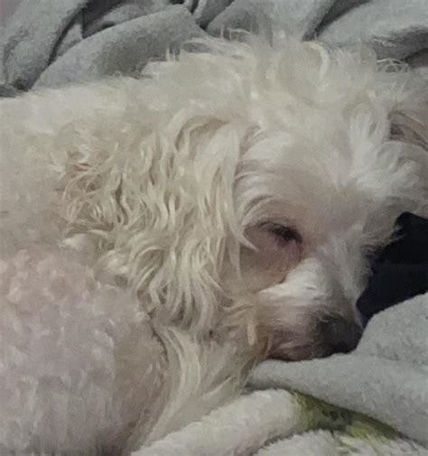 sleep : r/Maltese