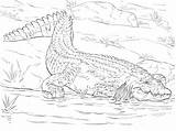 50  Crocodile Coloring Pages Free Printable PDF JPG PNG & Online sketch template
