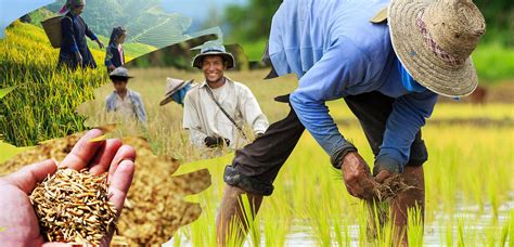 Agriculture is a neglected regulated profession in the Philippines | by ...