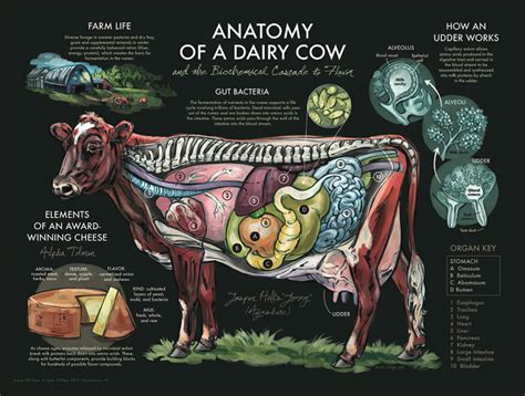 2014 Anatomy of a Dairy Cow Poster | Dairy cows, Cow poster, Animal science