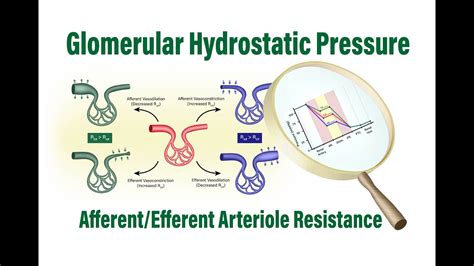 Afferent and Efferent Arteriole Resistance Controls Glomerular ...