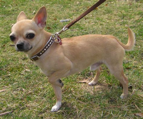 Chihuahua Dog Breed » Information, Pictures, & More