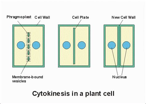 The Cell Cycle Summary