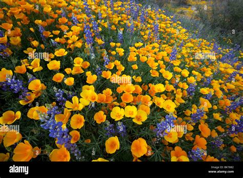 Spring Wildflowers, California Poppies ( Eschscholzia californica ssp. mexicana ) and Lupine ...