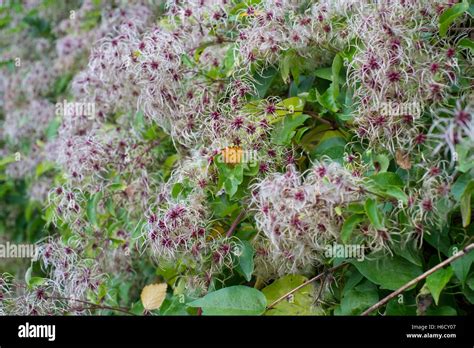 Old Man's Beard - Clematis vitalba Stock Photo - Alamy