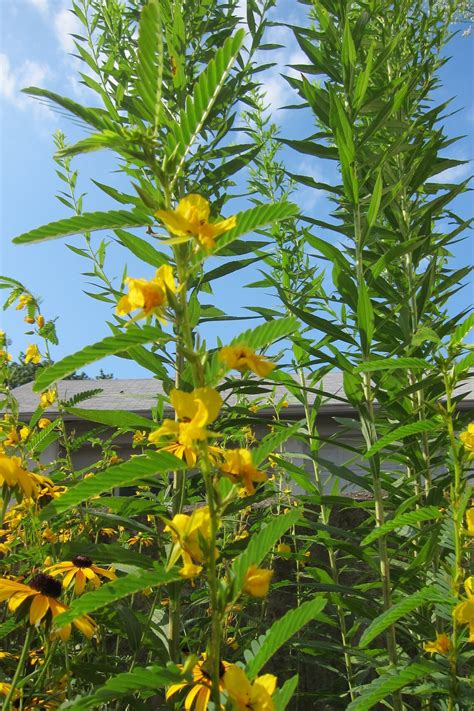 Partridge Pea Seeds Native Plant Seeds for Planting - Etsy