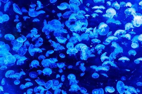 Jellyfish Predators: What eats jellyfish? (with pictures) - EmboraWild