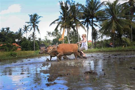 FURAMAXCLUSIVE & S, UBUD ::: UBUD, INDONESIA ::: COMPARE RATES